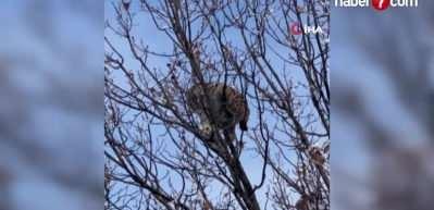 Tunceli'de k&ouml;peklerin saldırısından ka&ccedil;an vaşak ağa&ccedil;ta mahsur kaldı