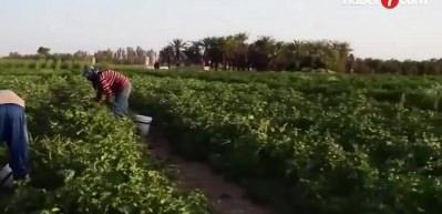 Yıldız Holding'ten gıda enflasyonu a&ccedil;ıklaması! Bu yıl zam beklemiyoruz