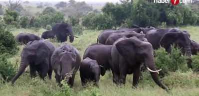 Güney Afrika'da artan fil nüfusu, yerel ekosistemi tehdit ediyor