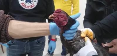 Tabelasında hayvan koruma yazıyordu! Horoz d&ouml;v&uuml;ş&uuml; baskını...