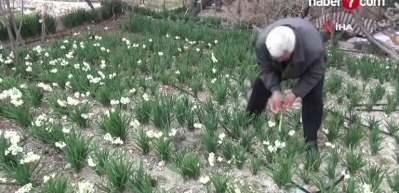 Mersin'de nergis çiçekleri 150 liradan 50 liraya düştü