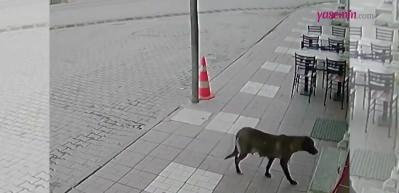 Yürekleri ısıtan görüntüler! Kastamonu'da lokantacının...