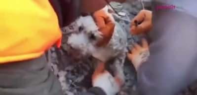 Depremden kurtarılan köpeğin görüntüsü yürekleri ısıttı!