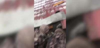 K&uuml;&ccedil;&uuml;k &ccedil;ocuk Mehmet&ccedil;ik tarafından b&ouml;yle kurtarıldı