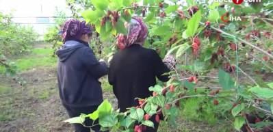 Mersin'de karadut hasadı yapıldı, kilosu 110 TL'ye satılıyor: Sadece su veriyorlar