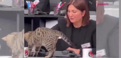 Türkiye Tek Yürek Kampanyası'nda yüzleri gülümseten anlar! Bir kedi Sibelcan'ın bardağından su içti