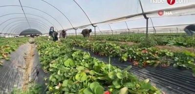 Antalya'da &ccedil;ilek hasadı devam ediyor: 45 g&uuml;n beklenip 6 ay hasat yapılıyor