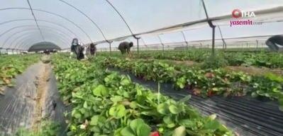 Çilek hasadı devam ediyor! 45 gün beklenip 6 ay hasat yapılıyor