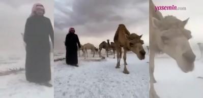 Suudi Arabistan'da dolu yağdı! Develer olumsuz etkilendi