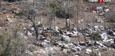 Antalya'da yaban ke&ccedil;isi s&uuml;r&uuml;s&uuml; g&ouml;r&uuml;ld&uuml;!