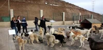 Aydın Aydın'dan "Hav hav sevgili dostum" türküsü