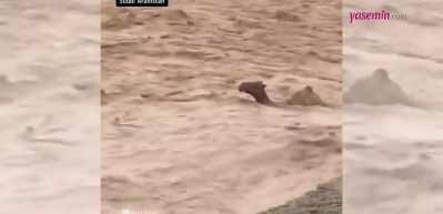 Suudi Arabistan'da sel felaketi yaşandı! Sel sularına kapılan develer...