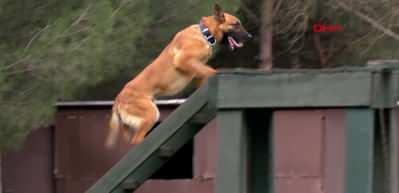 Depremde 78 kişiyi kurtaran k&ouml;peklerin branşlarını, askeri heyet belirliyor