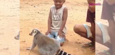 Kendisini sevdirmek isteyen Lemur bakın neler yaptı?
