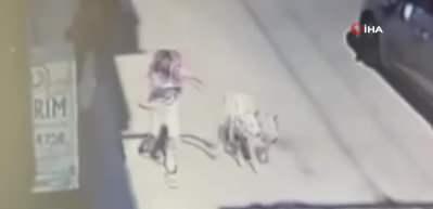 Tasmasız gezdirilen pitbull cinsi k&ouml;pek anne ve &ccedil;ocuğa saldırdı