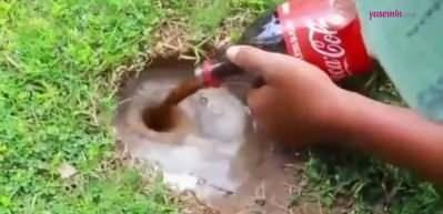 Ağızları açık bırakan balık yakalama yöntemi! Asyalılar'ın coca cola, yumurta ve mentos ile...