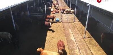 ESK'dan Kırmızı et piyasasına 'besi &ccedil;iftliği' hamlesi