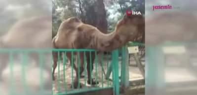 Hayvanat bahçesinde yürekleri ağza getiren anlar! Deve küçük çocuğu...