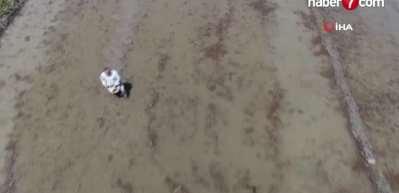 Karab&uuml;k'te "&Ccedil;eltik ekimi" gecikmeli başladı