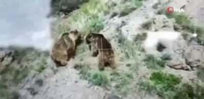 Erzurum'da belgeselleri aratmayan olay! Dişi ayı ile yavrusunu böyle öldürdü