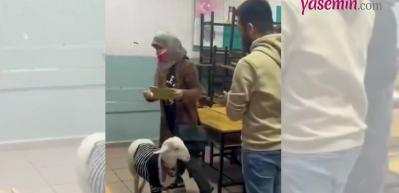 Bir vatandaş kuzuyla oy kullanmaya gitti! Kazak giyen kuzunun sevimliliği kalpleri fethetti