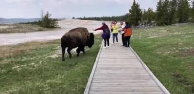 ABD'de bir bizona dokunmak isteyen kadın hayatının şokunu yaşadı!