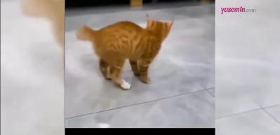 Michael Jackson dansı yapan kedi yüzleri gülümsetti! O sevimli anlara...