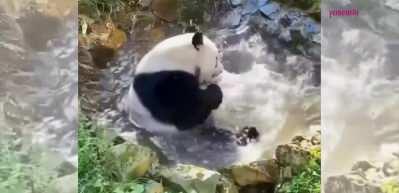 Suyun tadını &ccedil;ıkaran sevimli panda y&uuml;zlerde tebess&uuml;m oluşturdu