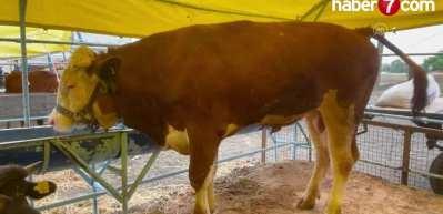  1 ton 75 kilogram ağırlığındaki dana 135 bin liraya satıldı