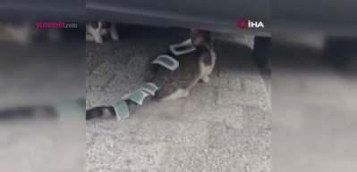Kedinin v&uuml;cuduna ağda yapıştırdılar! "B&ouml;yle vicdansızlık g&ouml;r&uuml;lmedi"