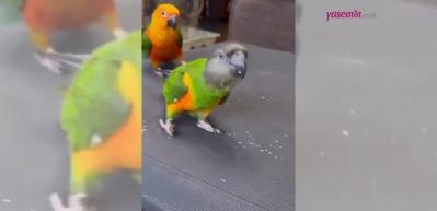 Konuşma yeteneğine bir de taklayı ekledi! Takla atan papağan y&uuml;zleri g&uuml;ld&uuml;rd&uuml;
