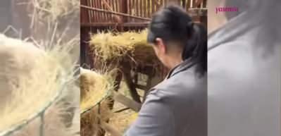 Polonya&rsquo;da &ouml;ks&uuml;z kalmış yavru leylekleri işte b&ouml;yle besliyorlar