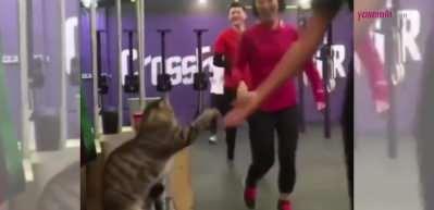 Takımı motive eden kedi y&uuml;zleri g&uuml;l&uuml;msetti