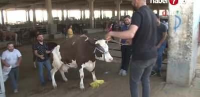 1 tonluk kurbanlık 120 bin liradan alıcısını bekliyor