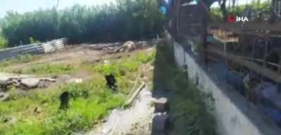 Bayram &ouml;ncesi hayvanlarının telef olması &uuml;reticiyi mahvetti! Hepsi telef oldu...