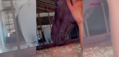 Biran Damla Yılmaz atlara olan sevgisini b&ouml;yle g&ouml;sterdi