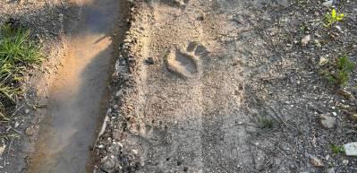 Kastamonu'da şaşırtıcı olay: Ayılar yerleşimlere inerek cep telefonlarıyla kaydedildi!
