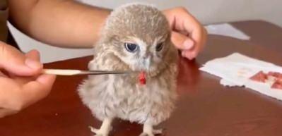 Bulunan yavru baykuş koruma altına alındı