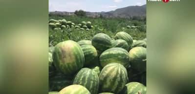 Osmaneli karpuzları hasat i&ccedil;in sabırsızlanıyor