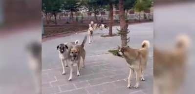 Başıboş k&ouml;pek ter&ouml;r&uuml; Meclis g&uuml;ndemine alındı! İlk m&uuml;dahale İstanbul'dan gelecek...