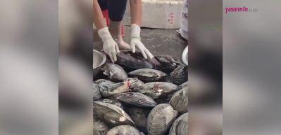 Dev midyeler g&ouml;renleri şaşkınlığa uğrattı! Bir tanesi bile...