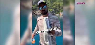 Tehlikeli bir t&uuml;r olan istilacı balon balığı g&ouml;renleri şaşırttı! Metal i&ccedil;ecek kutusunu bile...