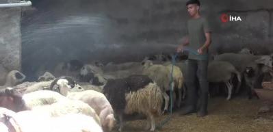 Sıcaklık 52 dereceye ulaştı, besiciler koyunları soğuk suyla yıkadı