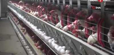 Tarım ve Orman Bakanlığı, Tayvan'a ihra&ccedil; edilen yumurtalara ilişkin iddialar &uuml;zerine inceleme başlattı