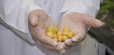 Yerli ve milli patatesler topraksız ortamda &uuml;retiliyor