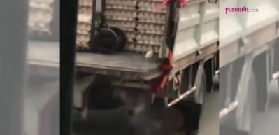 Yumurta kolilerinin arasında kalan yalnız civciv izleyenleri duygulandırdı