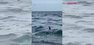 ABD sahillerinde korkutan g&ouml;r&uuml;nt&uuml;ler! Kıyıya kadar gelen k&ouml;pek balığı y&uuml;rekleri ağza getir