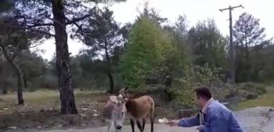 CHP&rsquo;li o belediyenin o s&ouml;zleri hayvanseverlerin tepkisini &ccedil;ekti!
