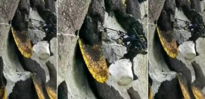 D&uuml;nyanın en zor bal toplama anı b&ouml;yle kaydedildi...
