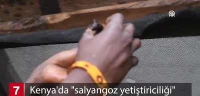 &Ccedil;ok farklı bir meslek: Salyangoz yetiştiriciliği